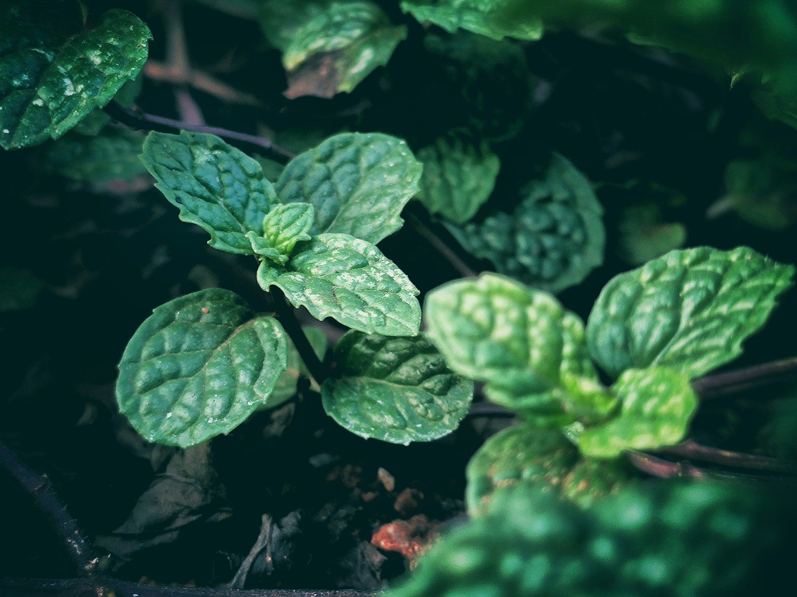 green leaves with water droplets